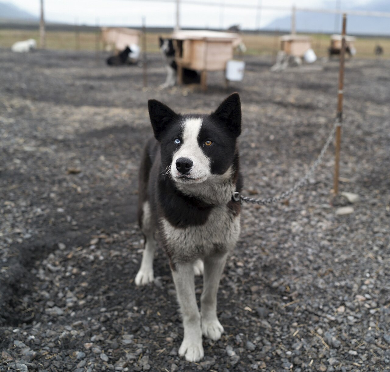 Isfjord Radio sett fra vest, de hvite stasjonsbygningene på Kapp Linné omgitt av arktisk tundra og hav på Svalbard