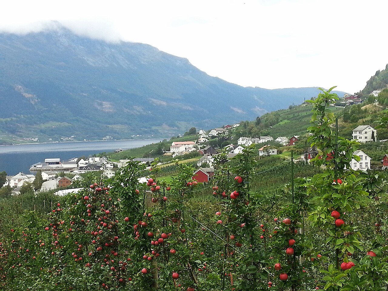 Frukthager i Lofthus, Hardanger, rammen rundt Morellfestivalen ved Sørfjorden