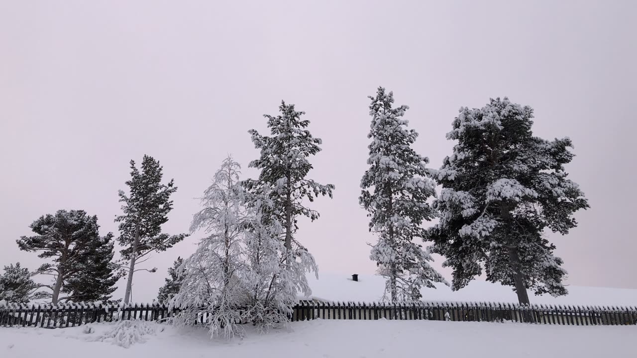 Snødekt vinterlandskap i Karasjok med snøtunge furu- og bjørketrær bak et tregjerde og en arktisk vinterhimmel