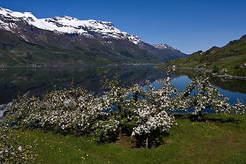 Hardangerfjorden ved Hovland i Ullensvang, nær Rosendal der Vestafor arrangeres hvert vår